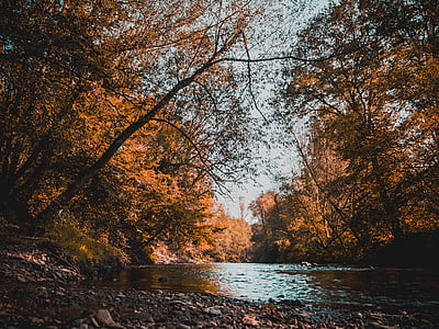 brown leafed tree during daytimes thumbnail