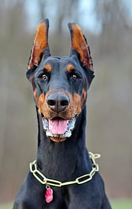 shallow focus photo of black Doberman sitting thumbnail