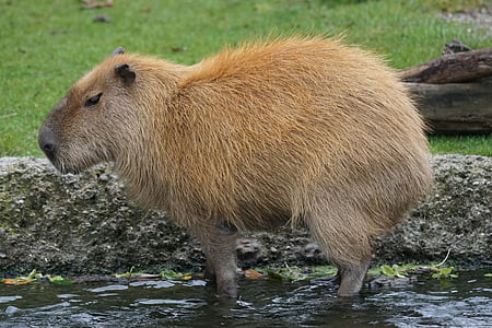 brown capybara thumbnail