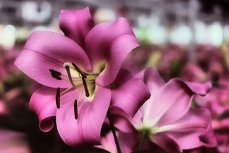 purple petaled flowers in bloom thumbnail