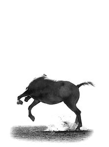 black horse sketch thumbnail