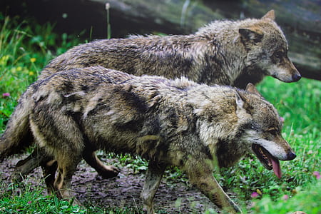 two brown wolves standing on green grass thumbnail