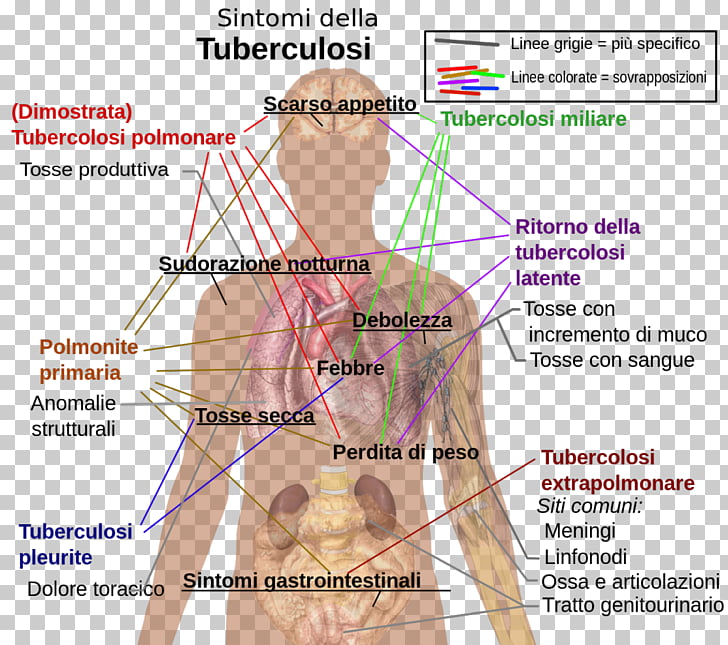 prostata e perdita di urinary system prostata e perdita di urinary system