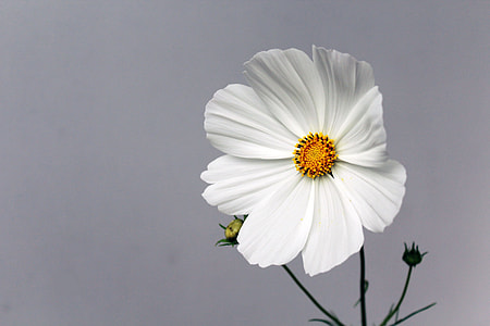 white eight-petaled flower thumbnail