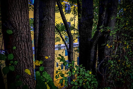 landscape, nature, trunks, trees thumbnail