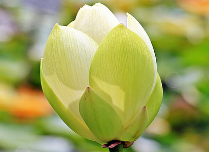 shallow focus photography of green and white flower during daytime thumbnail