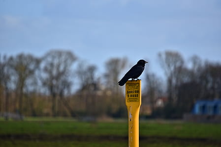 crow, bird, corvus, corvidae, wildlife, animal thumbnail