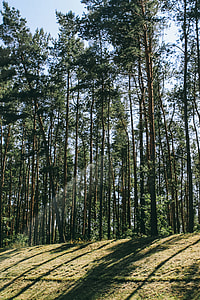 Pine trees in a wood with dappled sunlight thumbnail