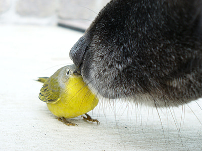 yellow chick on white surface thumbnail
