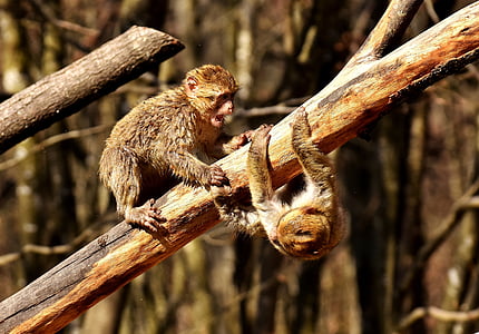 two monkeys on tree branch thumbnail