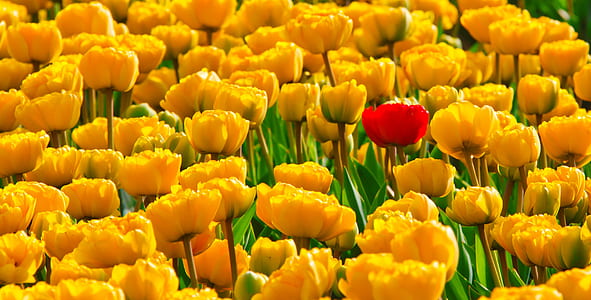yellow and red tulips field thumbnail