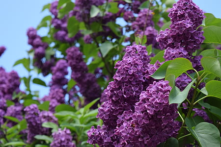 closeup photo of purple flower plant at daytime thumbnail