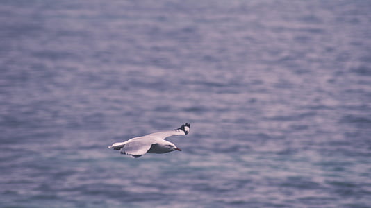 tilt-shift lens photo of bird in flight thumbnail