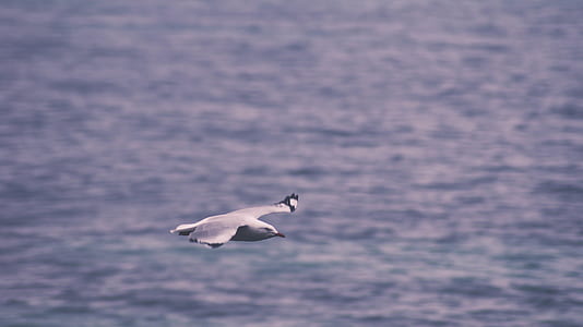 grey, white, and black bird flying above body of water thumbnail