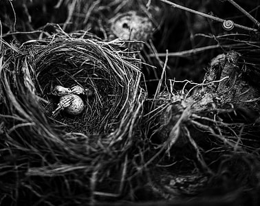 grayscale photography of birdnest thumbnail