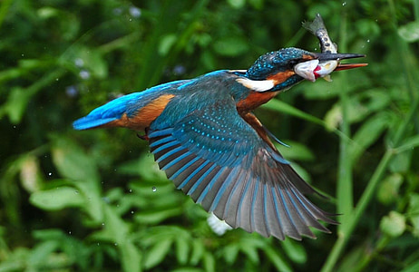 blue and orange bird with fish in shallow focus photography thumbnail