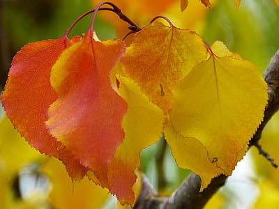 yellow and orange leaves thumbnail