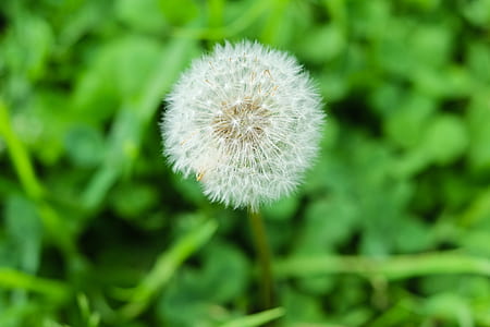 Dandelion thumbnail