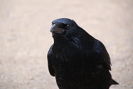 photo of black raven thumbnail