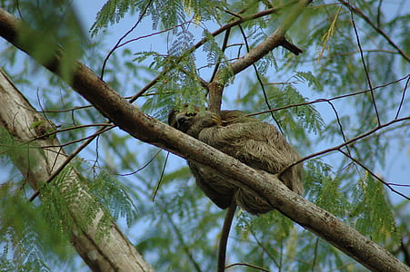 sloth on tree thumbnail