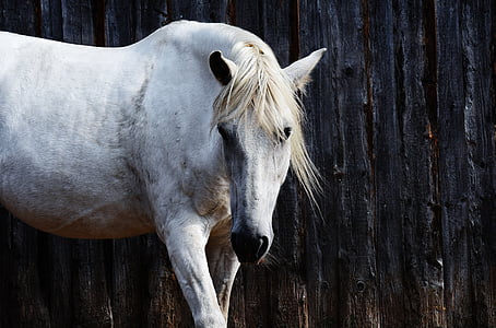 white horse near black wall thumbnail