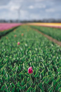 selective focus photography of pink petaled flower and grass field thumbnail