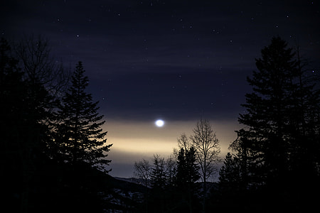 forest during night thumbnail
