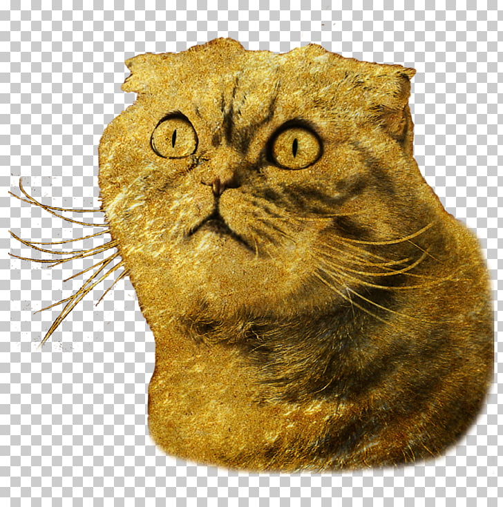 European Shorthair Whiskers Domestic Short Haired Cat Tabby Cat