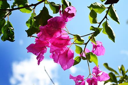 pink petaled flowers during daytime thumbnail