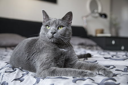 Russian Blue cat sits on bed thumbnail