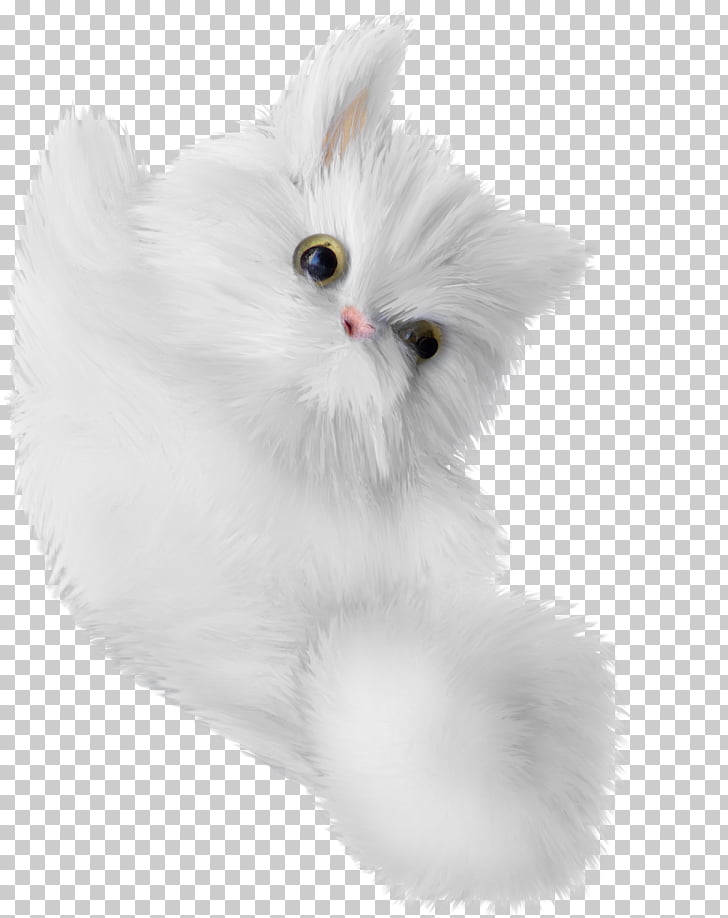 Turkish Angora Kitten Whiskers Domestic Long Haired Cat White