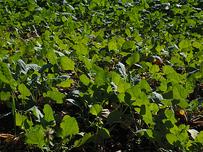 Winter Oilseed Rape, Green Manure thumbnail