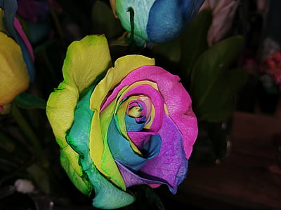pink, purple, and yellow rose in bloom close-up photography thumbnail