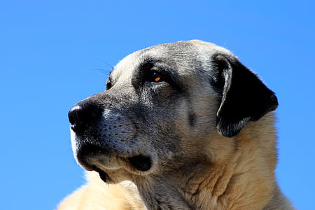 adult Anatolian shepherd thumbnail