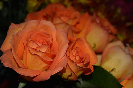 orange rose flowers in bloom thumbnail
