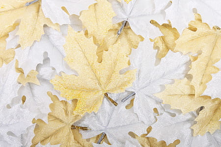 white and brown maple leaves lot thumbnail