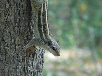 Brown and Gray Squirrel on Brown Tree Trunk thumbnail
