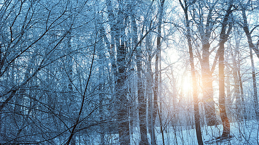 snow season with trees during golden hour thumbnail