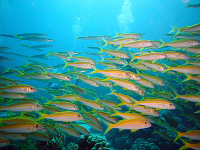 school of gray fish thumbnail