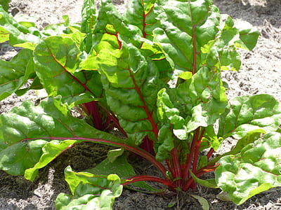 green leafed vegetable on soil thumbnail