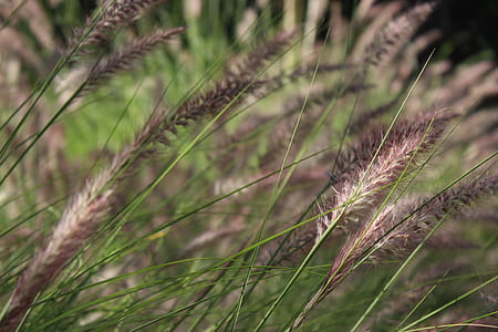White and Black Grasses in Close-up Photography thumbnail