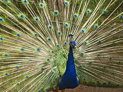 animal photography of peacock thumbnail
