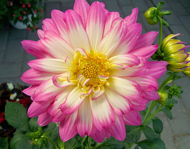 selective focus photography of white and pink Dahlia flower thumbnail