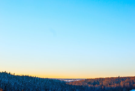 long-angle landscape photography of pine trees under blue calm sky thumbnail