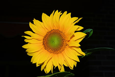 yellow sunflower thumbnail