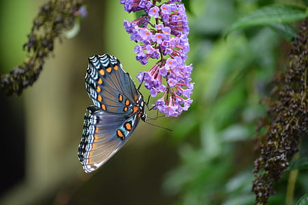 selective photography of gray, black, and orange butterfly on purple flower at daytime thumbnail