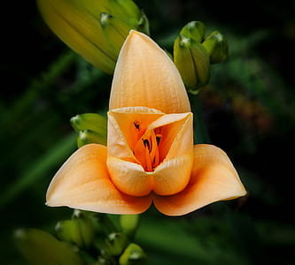 orange petaled flower thumbnail