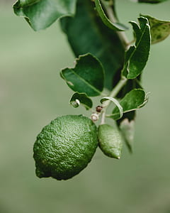 tilt shift lens photography of round green fruit thumbnail