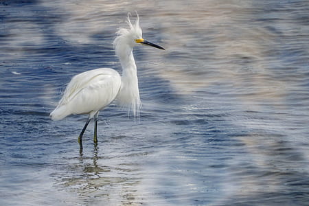 crane bird in body of water thumbnail