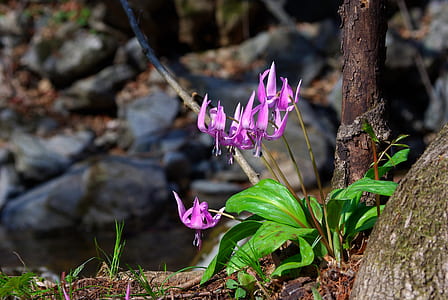selective focus photography of purple petaled flower at daytime thumbnail